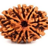 9 Mukhi Rudraksha
